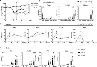 Persisting Microbiota and Neuronal Imbalance Following T. gondii Infection Reliant on the Infection Route